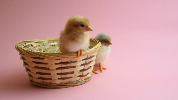 2 pulcini pasquali nel nido pasquale con sfondo rosa — Video Stock