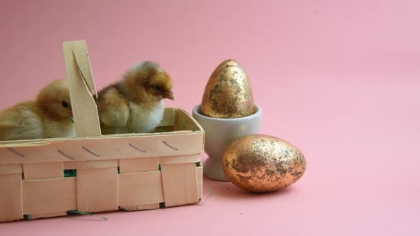 2 velikonoční kuřata v Velikonoční hnízdě s růžovým pozadím — Stock video