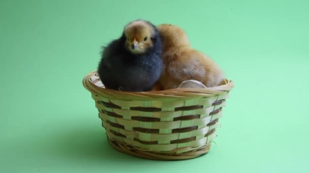 2 polluelos de Pascua en nido de Pascua con fondo verde — Vídeos de Stock