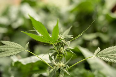 Esrar yaprakları, bokeh arka plan ile esrar, güzel arka plan, kapalı ekimi