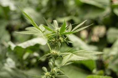 Esrar yaprakları, bokeh arka plan ile esrar, güzel arka plan, kapalı ekimi