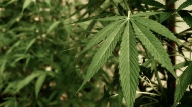 Doğal koşullarda tıbbi esrar. Rüzgarda kenevir yaprakları.
