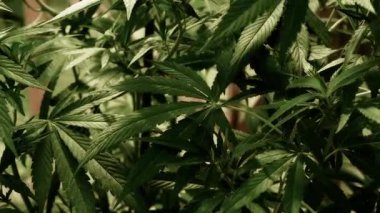 Doğal koşullarda tıbbi esrar. Rüzgarda kenevir yaprakları.