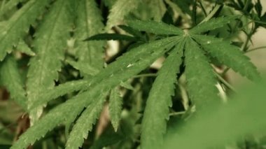 Doğal koşullarda tıbbi esrar. Rüzgarda kenevir yaprakları.