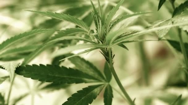 Cannabis Medicinal Condiciones Naturales Hojas Cáñamo Viento — Vídeo de stock