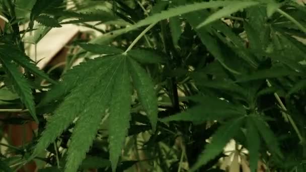 天然条件下的医用大麻 风中的麻叶 — 图库视频影像