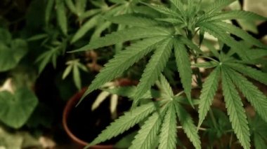 Doğal koşullarda tıbbi esrar. Rüzgarda kenevir yaprakları.