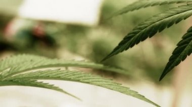 Doğal koşullarda tıbbi esrar. Rüzgarda kenevir yaprakları.