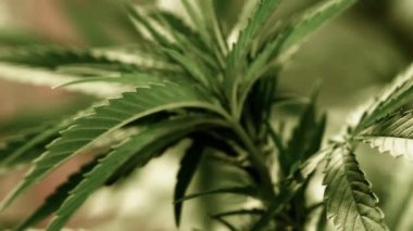 Doğal koşullarda tıbbi esrar. Rüzgarda kenevir yaprakları.