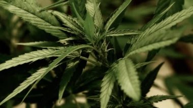 Doğal koşullarda tıbbi esrar. Rüzgarda kenevir yaprakları.