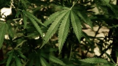 Doğal koşullarda tıbbi esrar. Rüzgarda kenevir yaprakları.