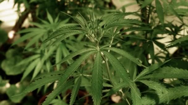 Medizinisches Cannabis Unter Natürlichen Bedingungen Hanfblätter Wind — Stockvideo