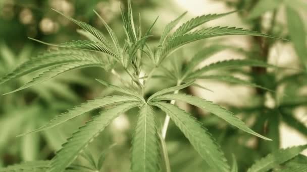 Medizinisches Cannabis Unter Natürlichen Bedingungen Hanfblätter Wind — Stockvideo