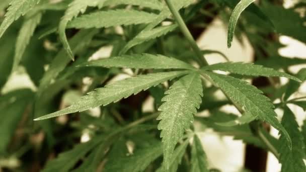 Medicinsk Cannabis Naturliga Förhållanden Blad Hampa Vinden — Stockvideo