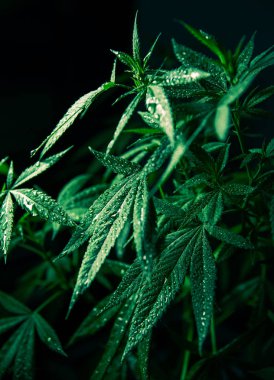 Esrar Esrar Yaprak Bitki Yeşil Tıbbi Weed Yüksek Kalite