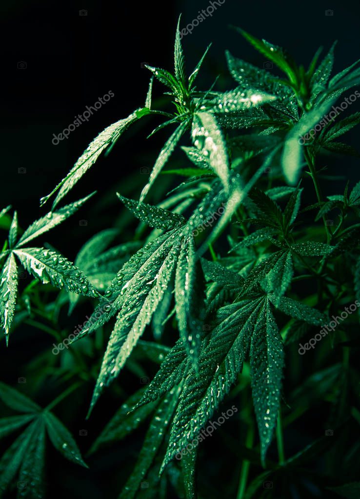 Cannabis Marijuana Leaf Plant Green Medical Weed High Quality THC
