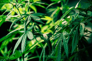 Esrar Esrar Yaprak Bitki Yeşil Tıbbi Weed Yüksek Kalite