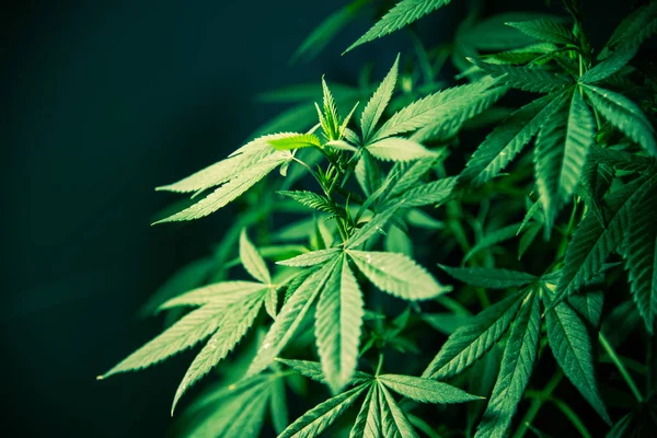 Planta de hoja de marihuana de cannabis verde hierba médica de alta calidad — Foto de Stock