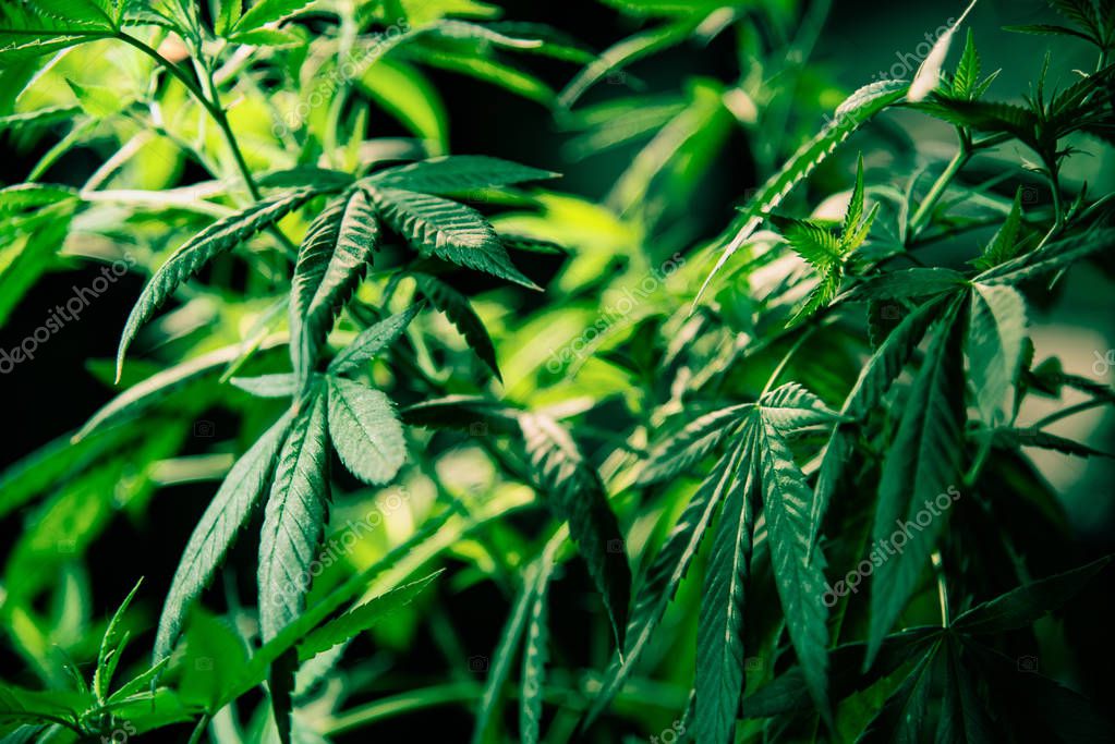 Cannabis Marijuana Leaf Plant Green Medical Weed High Quality THC