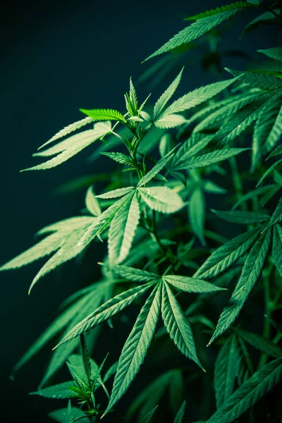 Planta de hoja de marihuana de cannabis verde hierba médica de alta calidad — Foto de Stock