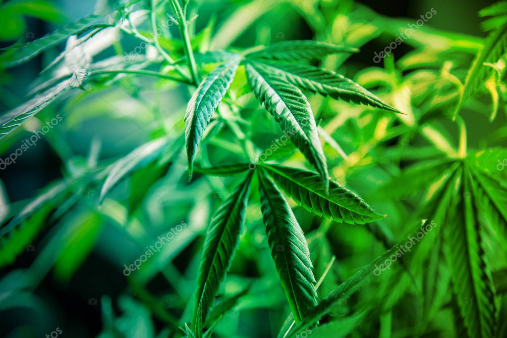Cannabis Marijuana Leaf Plant Green Medical Weed High Quality THC