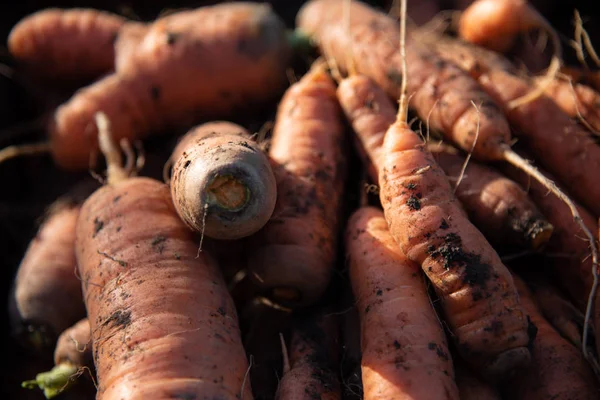 Cosechando zanahorias. racimos de zanahorias con tapas. jardinería jardín —  Fotos de Stock