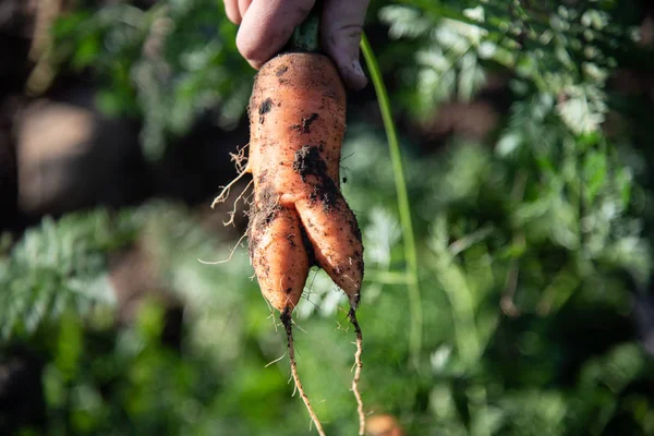 Oogsten van wortelen. trossen wortelen met toppen. Tuinieren tuin — Stockfoto