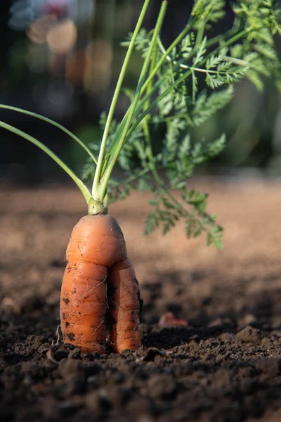 收获胡萝卜。一束胡萝卜与顶部。园艺园 — 图库照片