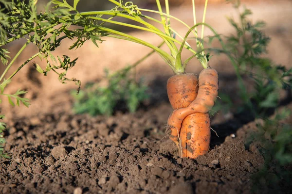 Raccolgo carote. mazzi di carote con cime. giardinaggio giardino — Foto Stock