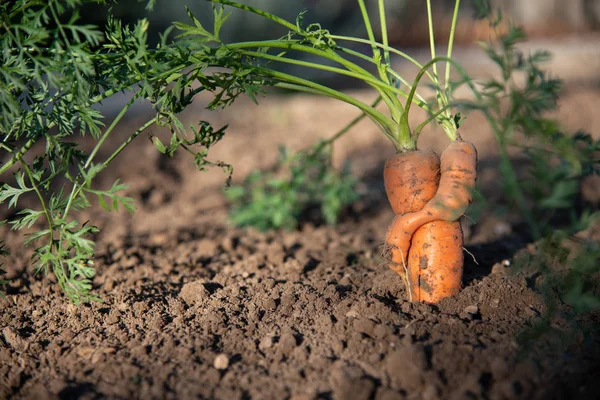 Oogsten van wortelen. trossen wortelen met toppen. Tuinieren tuin — Stockfoto
