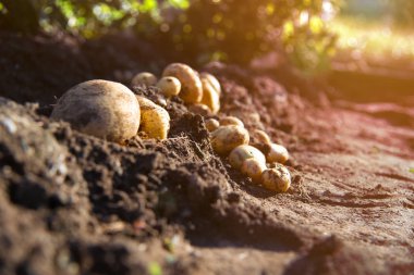 alan bahçe bahçe taze organik patates