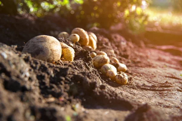 Verse biologische aardappelen in het veld tuin tuinieren — Stockfoto