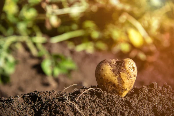 Frische Bio-Kartoffeln im Feldgarten lizenzfreie Stockfotos