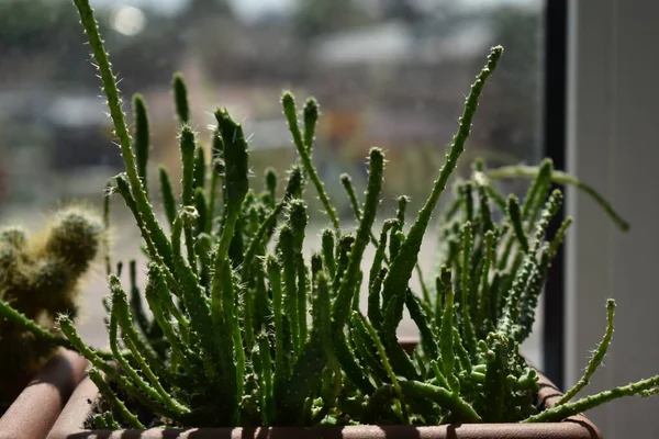 Soczysta Roślina Crassula Pla Plastikowym Garnku Parapecie Słoneczny Dzień Fotografowana — Zdjęcie stockowe