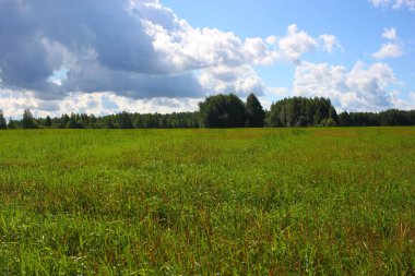 Arka planda orman olan yaz tarlası