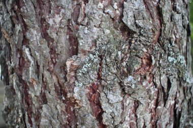 Ağaç kabuğu arka planı. Ağacın kahverengi dokusu