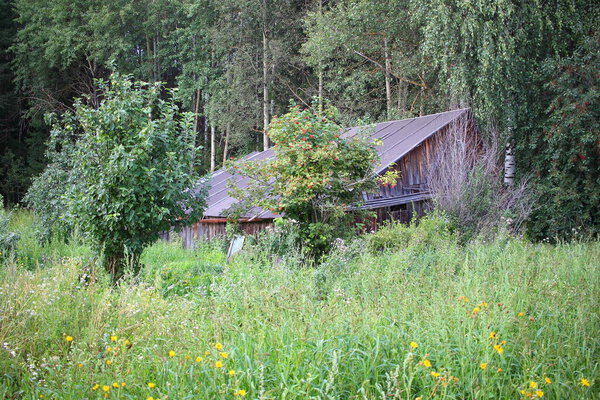 Old hut in the forest