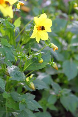 Sarı bir çiçeğin üzerindeki yaban arısı polen toplar. Yakın plan.