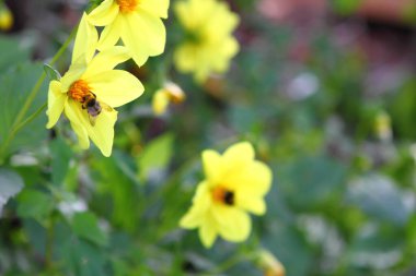 Sarı bir çiçeğin üzerindeki yaban arısı polen toplar. Yakın plan.