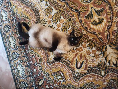 Güzel Siyam kedisi kameraya poz veriyor