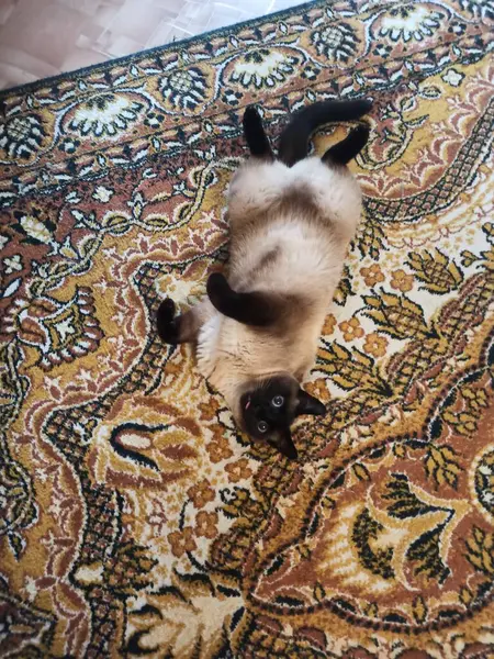 Hermoso Gato Siamés Posando Para Cámara — Foto de Stock