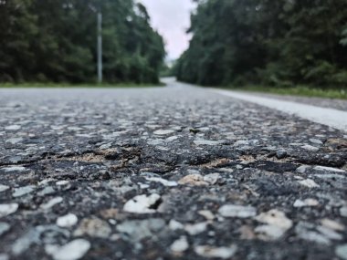 Şafakta ormanda yol