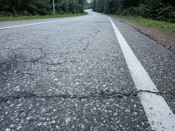 Şafakta ormanda yol