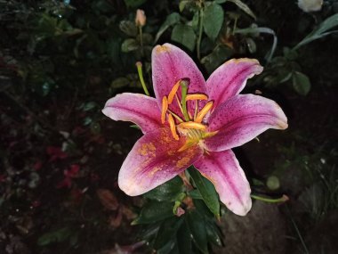 Gece karanlığında Lily çiçekleri