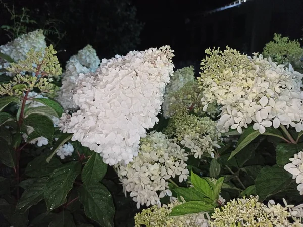Sommar Kärlek Hortensia Blommor Natten Park — Stockfoto