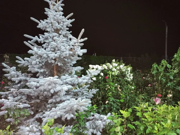 Blå Gran Promenad Nattparken — Stockfoto