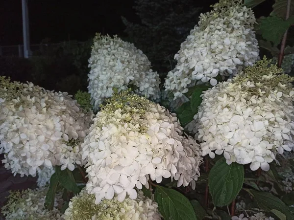 Sommer Liebe Hortensie Blüht Der Nacht Park — Stockfoto