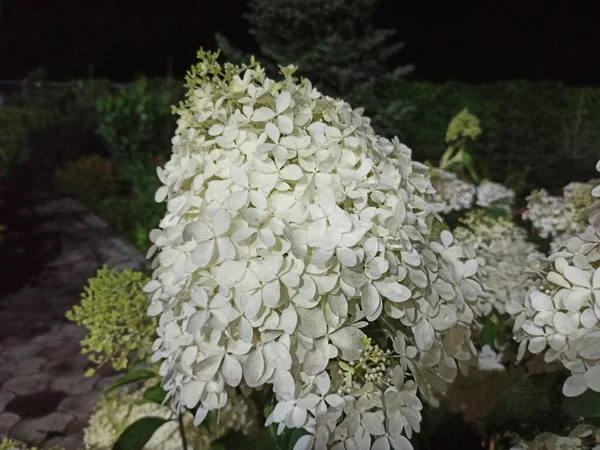 Sommar Kärlek Hortensia Blommor Natten Park — Stockfoto