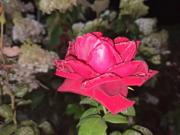 Flores Rosas Noite Parque — Fotografia de Stock