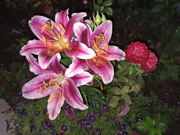 Lily Blommor Natten Park — Stockfoto